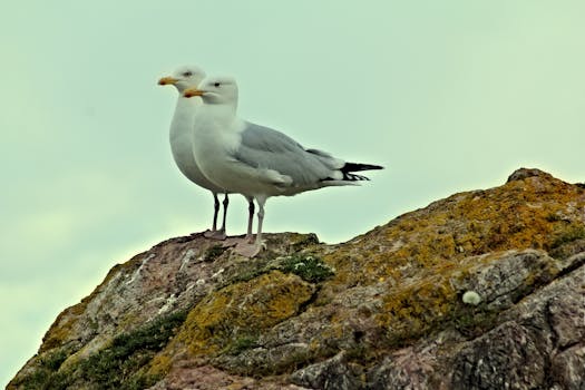 一对海鸥栖息在岩石上，岩石上长满苔藓，天空晴朗