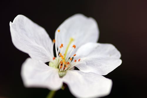 하얀 벚꽃의 클로즈업 사진