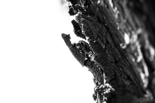 Бесплатное стоковое фото с горизонтальный, дерево, контраст