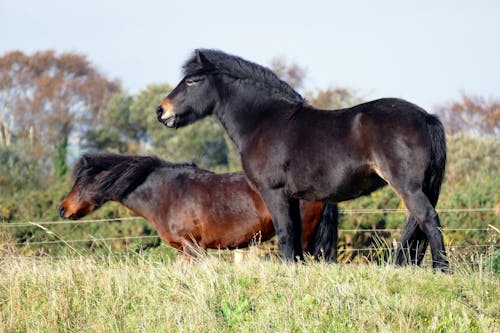 Kostenlos Schwarze Und Braune Pferde In Der Nähe Von Bäumen Stock-Foto