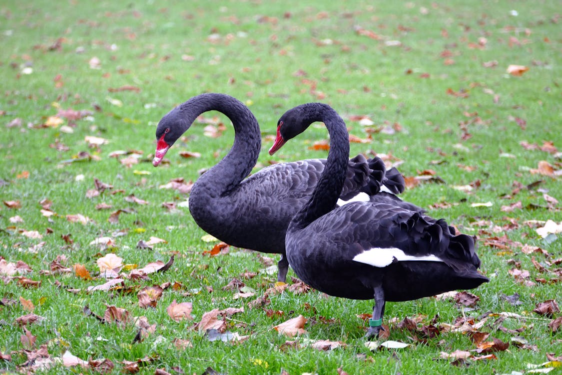 Ücretsiz Çim çim üzerinde Iki Siyah ördek Stok Fotoğraflar