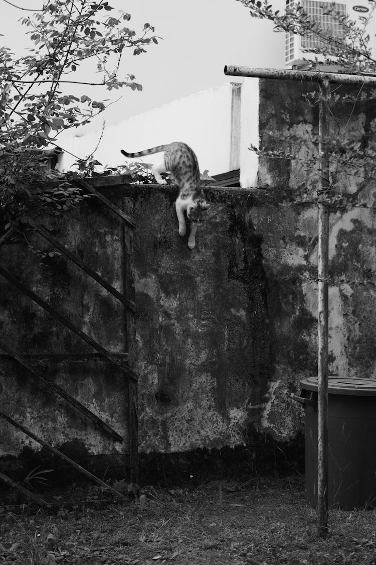 Grayscale Photo Of A Cat Jumping Off A Concrete Fence