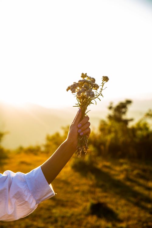 Free A hand holding a wildflower bouquet against a sunset outdoors, creating a warm and serene atmosphere. Stock Photo