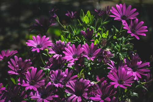 보라색 꽃, 식물군, 케이프 마거릿의 무료 스톡 사진