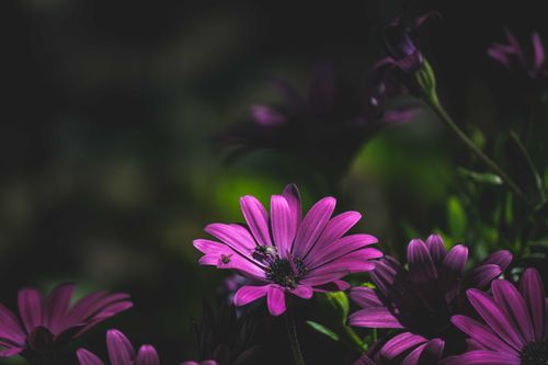 Free Detailed shot of a purple cape marguerite blossom with insects, showcasing vibrant colors and natural beauty. Stock Photo