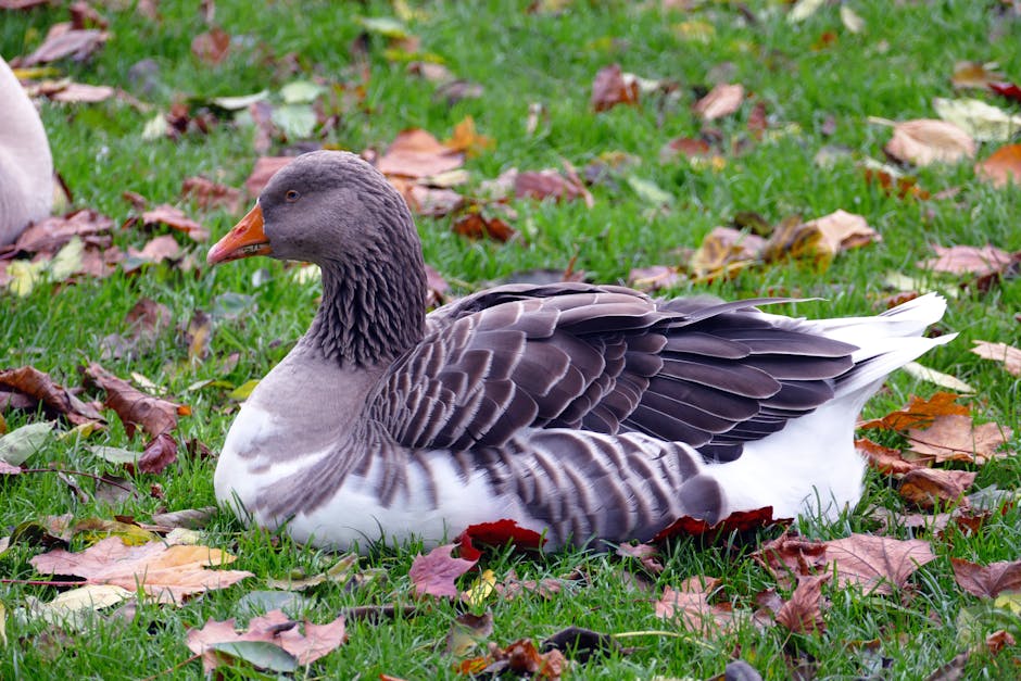 Rakenteen Erikoisuudet Rakenteen Erikoisuudet - A Greylag Goose rests on grass surrounded by colorful autumn leaves, showcasing its natural habitat.