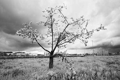 Бесплатное стоковое фото с Ветка - часть растения, голое дерево, горизонтальный