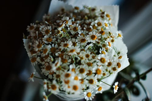 คลังภาพถ่ายฟรี ของ การถ่ายภาพดอกไม้, ช่อดอกไม้, ดอกคาโมไมล์