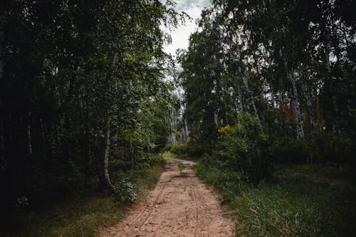 비 포장 된, 비포장 도로, 숲의 무료 스톡 사진