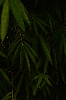 willow leaves dark bamboo