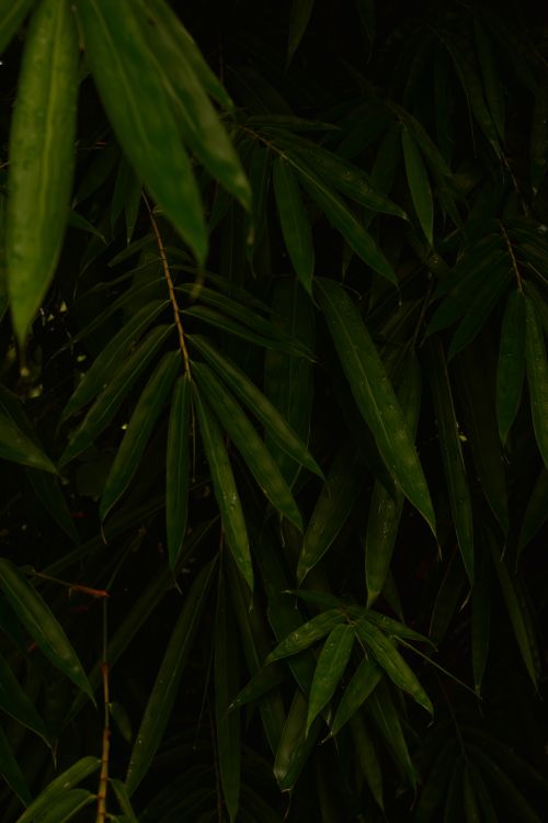 Free Close-up of vibrant green bamboo leaves in a dark, lush forest setting. Stock Photo