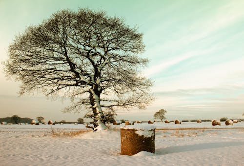 Безкоштовне стокове фото на тему «гілки, дерева, замерзання»
