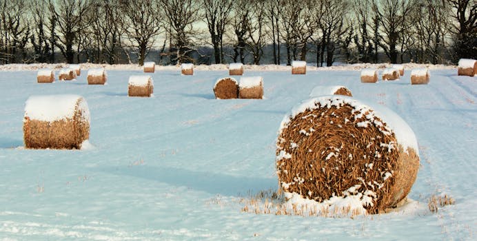 Scenic snowy field with hay bales and trees, capturing winter's beauty.