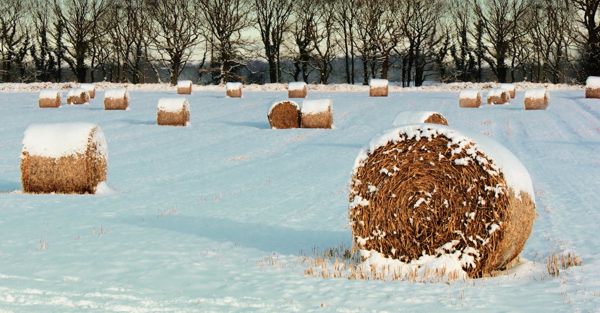 Free stock photo of farm, field, hay