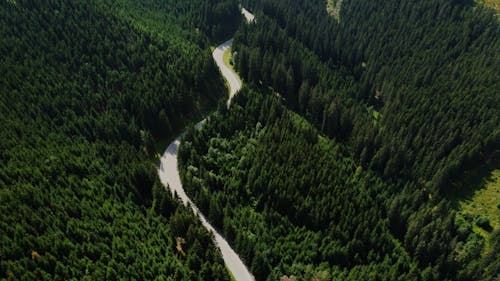 Curved Bending Road in a Forest