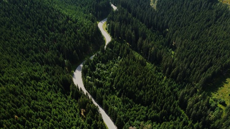 Curved Bending Road In A Forest