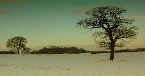 Verwelkter Baum Unter Dem Dämmerungshimmel