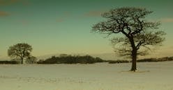 蓝灰色的天空下，白雪皑皑的宁静风景中，矗立着裸露的冬季树木
