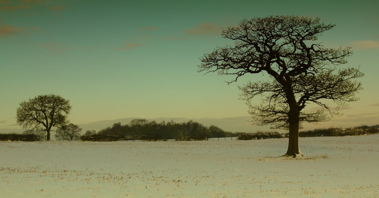 бесплатная Увядшее дерево под сумеречным небом Стоковое фото