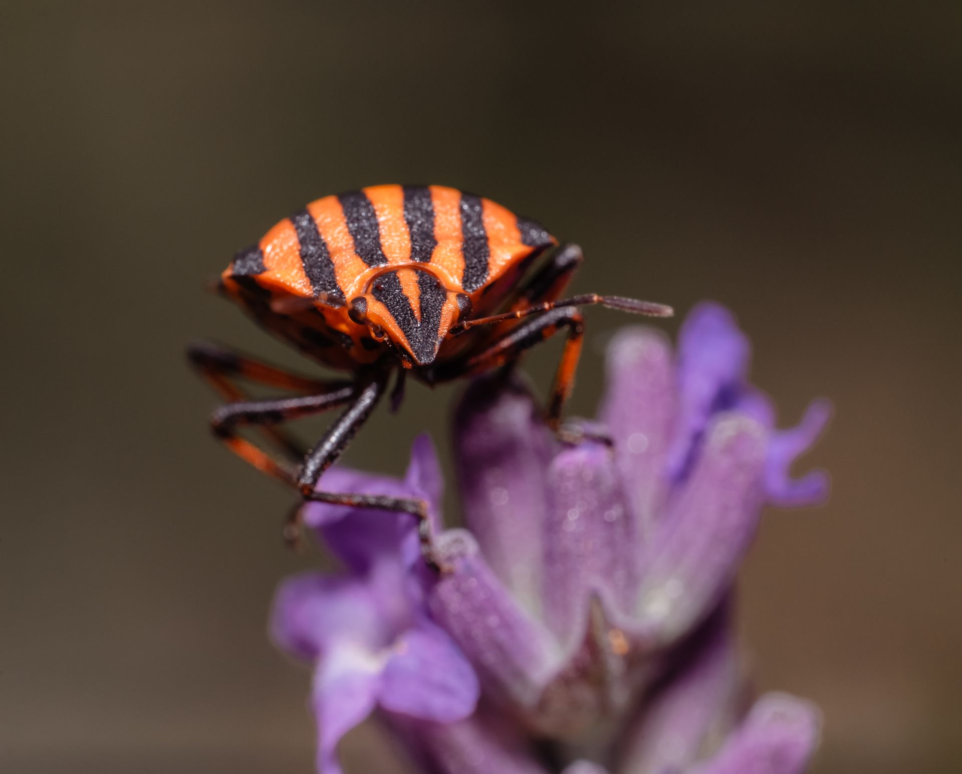 Close-up of a striking striped bug perched on a blooming purple lavender flower.