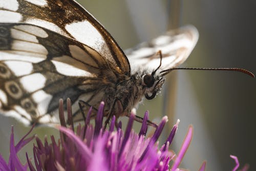 Brown and White Butterfly Perched on Purple Flower in Close-Up Photography