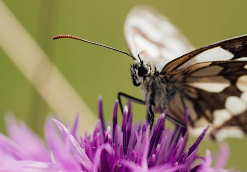 Free Black and White Butterfly Perched on Purple Flower in Close Up Photography Stock Photo