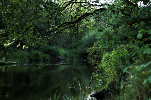 Peaceful river surrounded by lush forest greenery reflecting a calm natural setting.