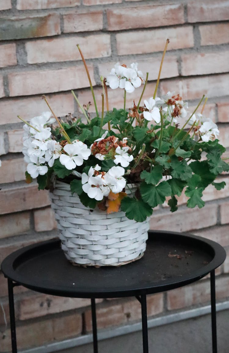 Outdoor Plants On White Rattan Basket 