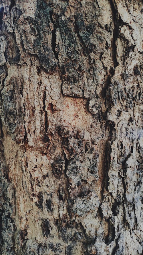 Foto profissional grátis de árvore, áspero, botânica
