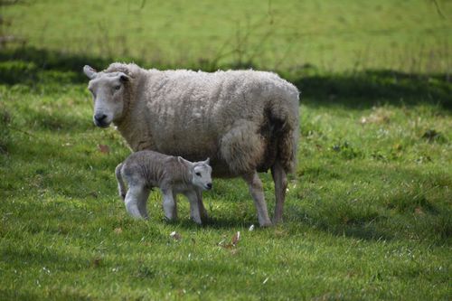 Free A sheep with its lamb in a lush green pasture, showcasing rural life and animal connection. Stock Photo