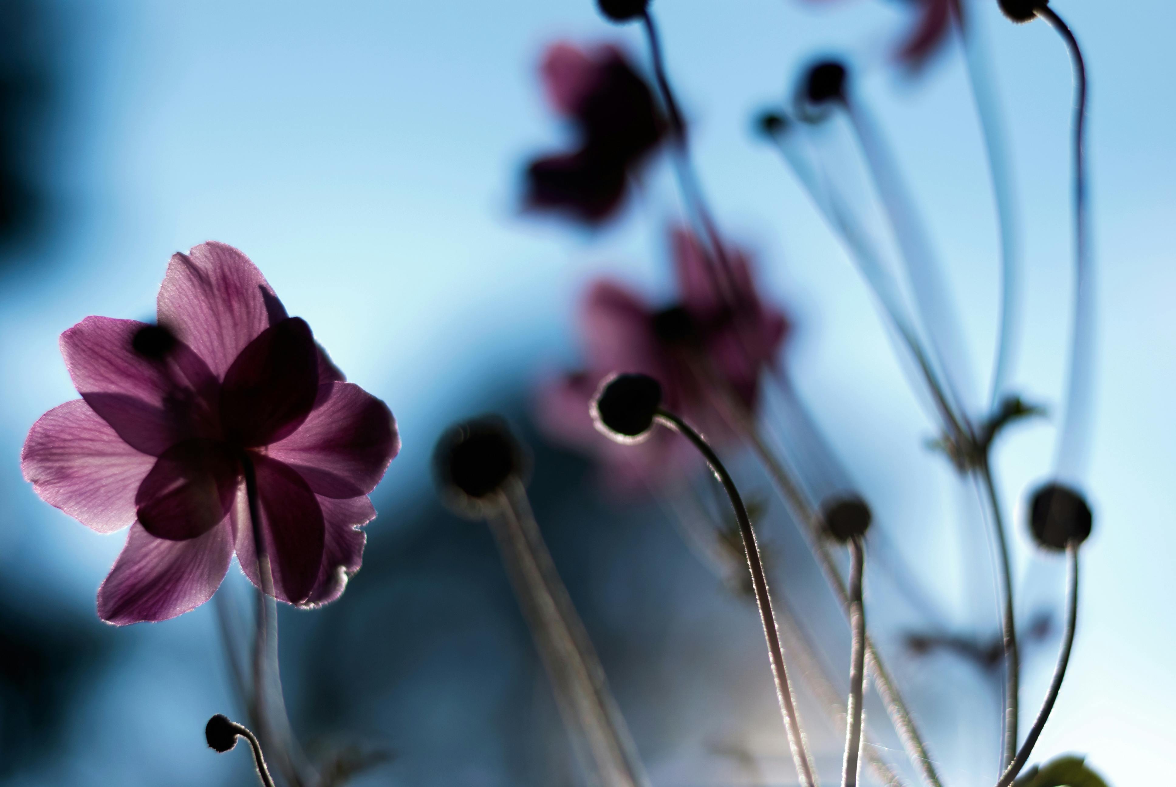 Photo gratuite de arrière-plans de bureau, fleur, fleurir
