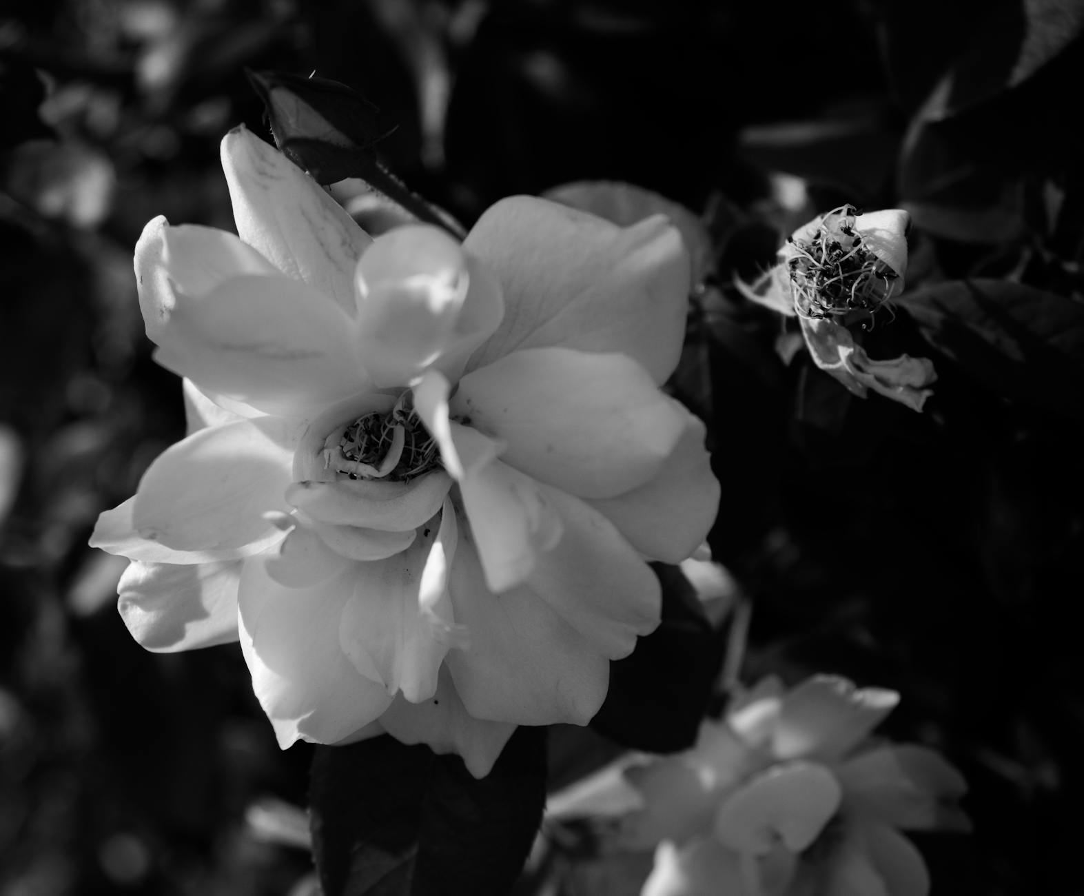 Free stock photo of beautiful flowers, black and white, flower