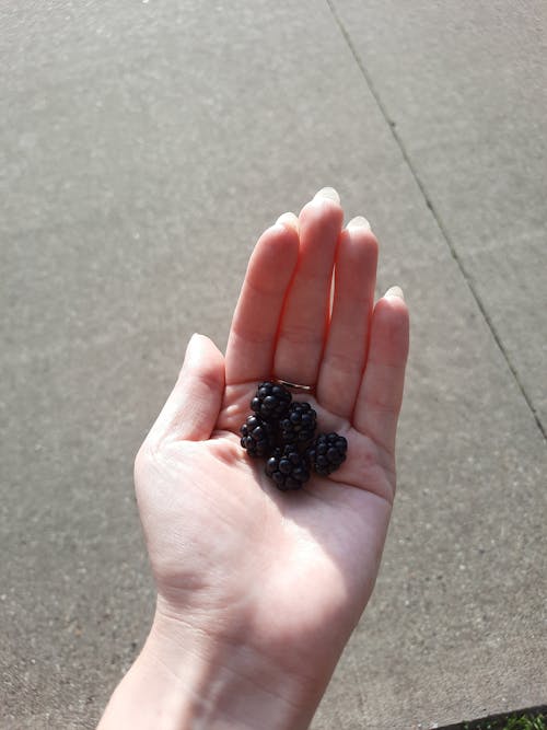 Δωρεάν στοκ φωτογραφιών με blackberries, γκρο πλαν, δάχτυλα