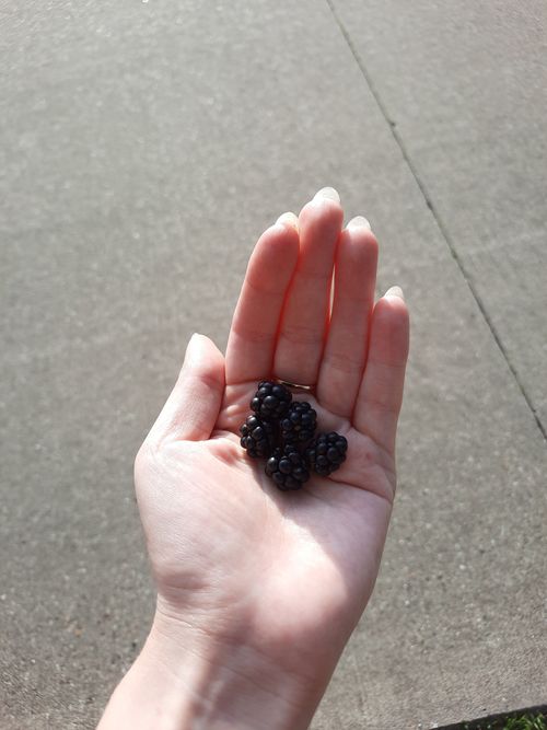 Free A hand holding fresh blackberries outdoors on a sunny day. Stock Photo
