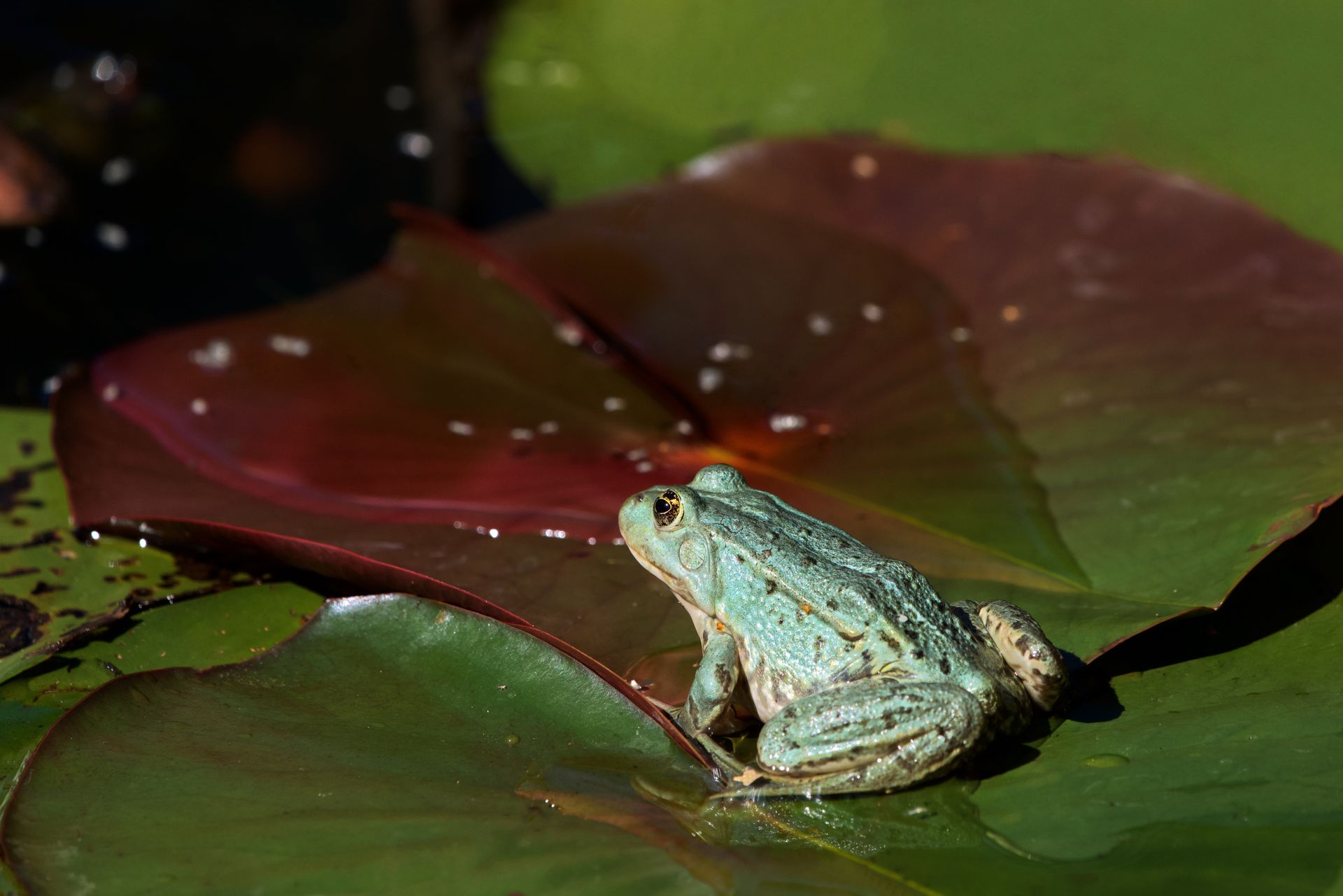 A detailed view of a frog resting on a colorful water lily leaf in a pond.