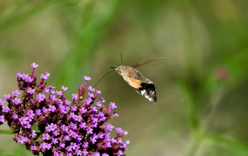 คลังภาพถ่ายฟรี ของ arthropoda, hummingbird เหยี่ยวมอด, macroglossum stellatarum