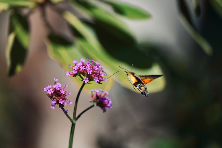 Butterfly Flying Near Blooming Flower