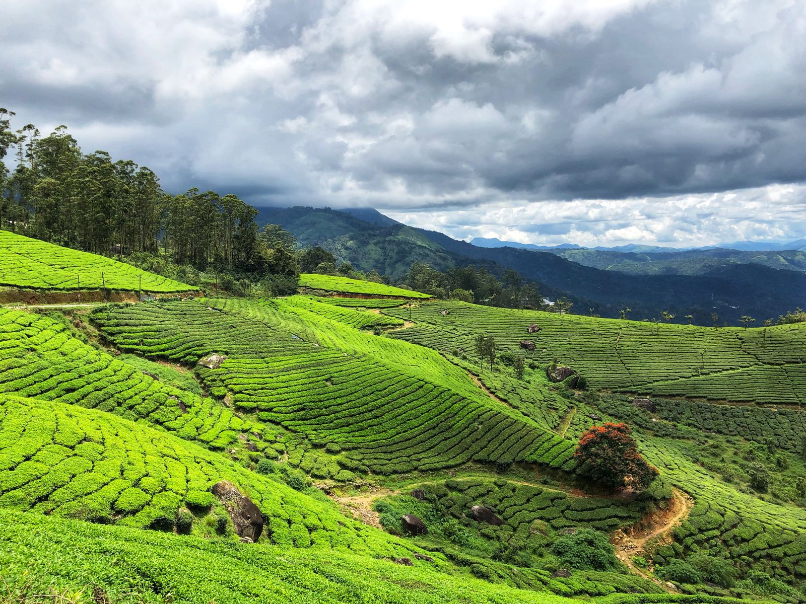 Munnar tea estate plantation rows