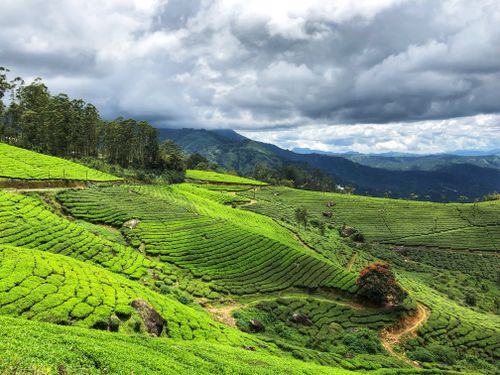 Munnar tea estate