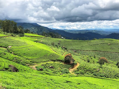 Foto stok gratis awan, bidang, hutan