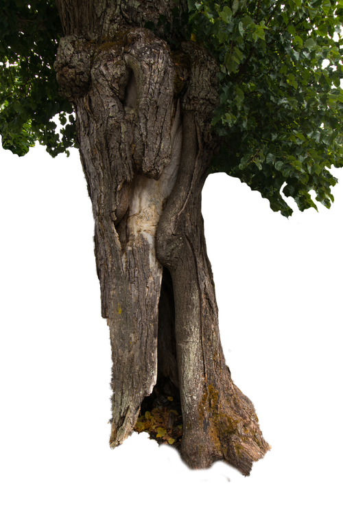 Free stock photo of tree Stock Photo