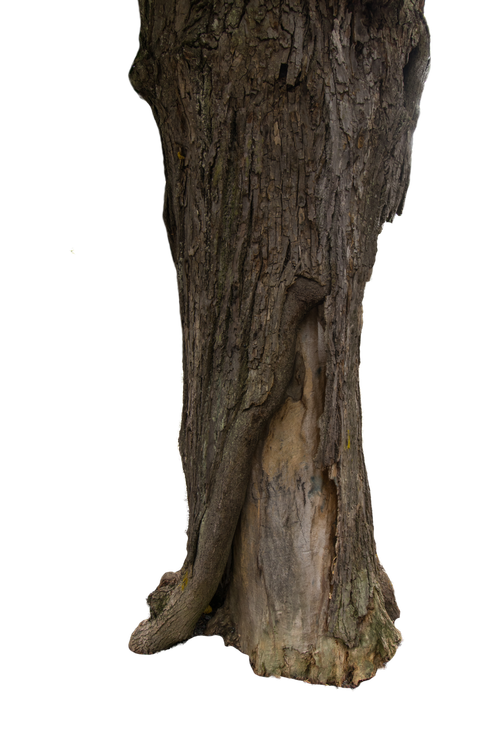 Free stock photo of bark, clipart, composite Stock Photo