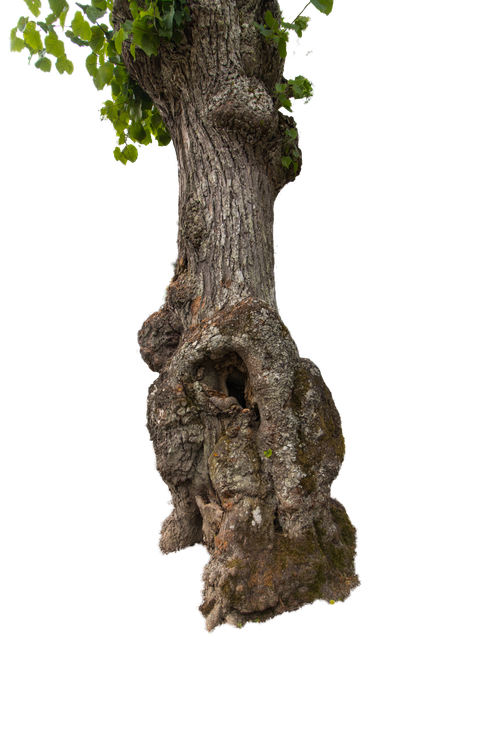 Free stock photo of bark, clippart, green leaf Stock Photo