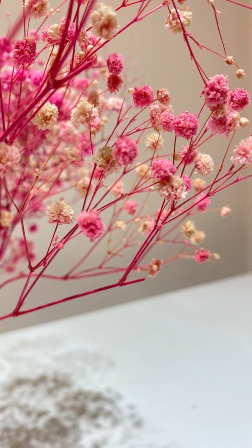 คลังภาพถ่ายฟรี ของ การถ่ายภาพดอกไม้, ดอกไม้สีชมพู, ตกแต่ง