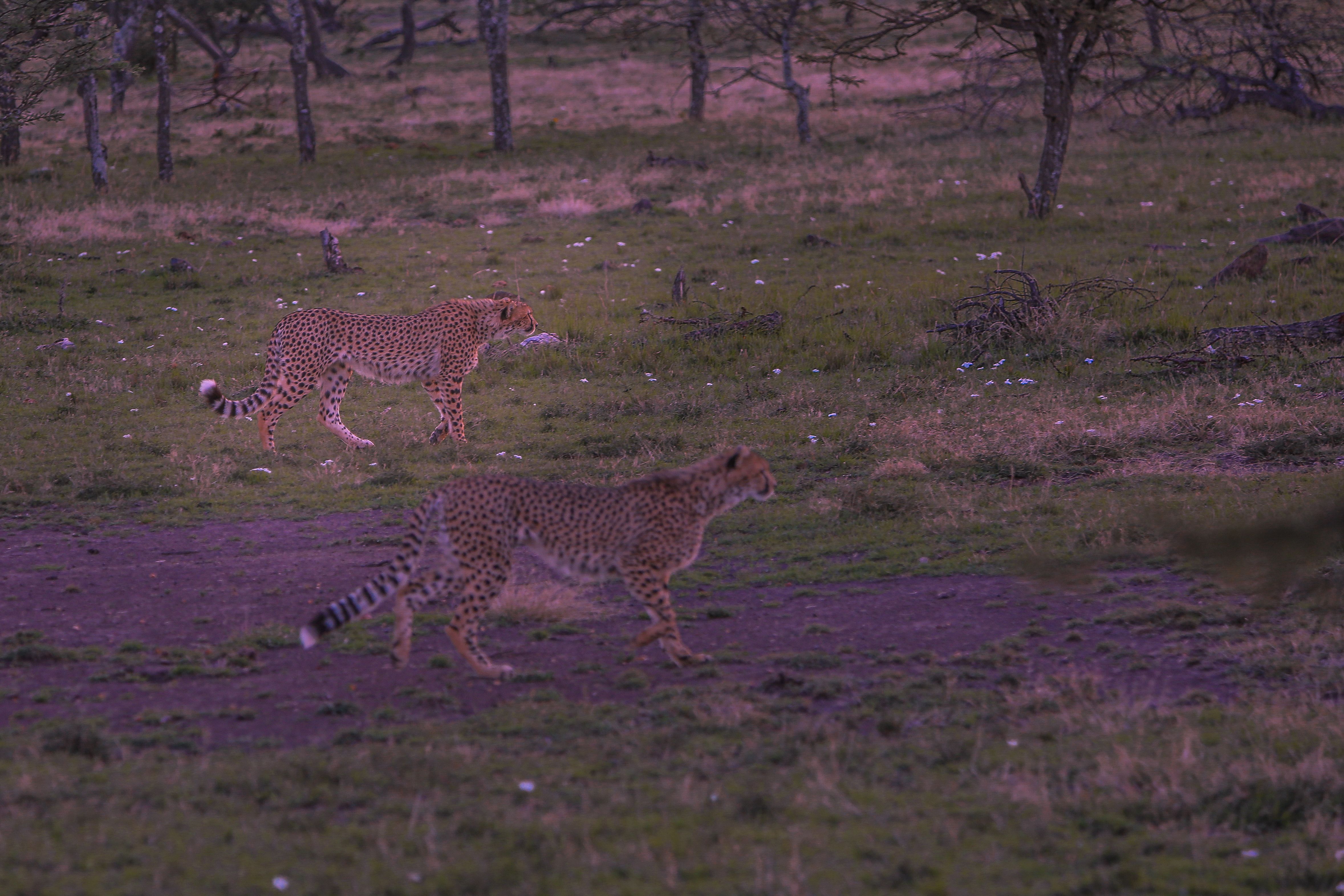 Two cheetahs walking through a scenic grassland in Narok, Kenya at dusk.