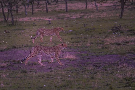 Two cheetahs walking through grassland at dusk — photo by Twilight Kenya on Pexels