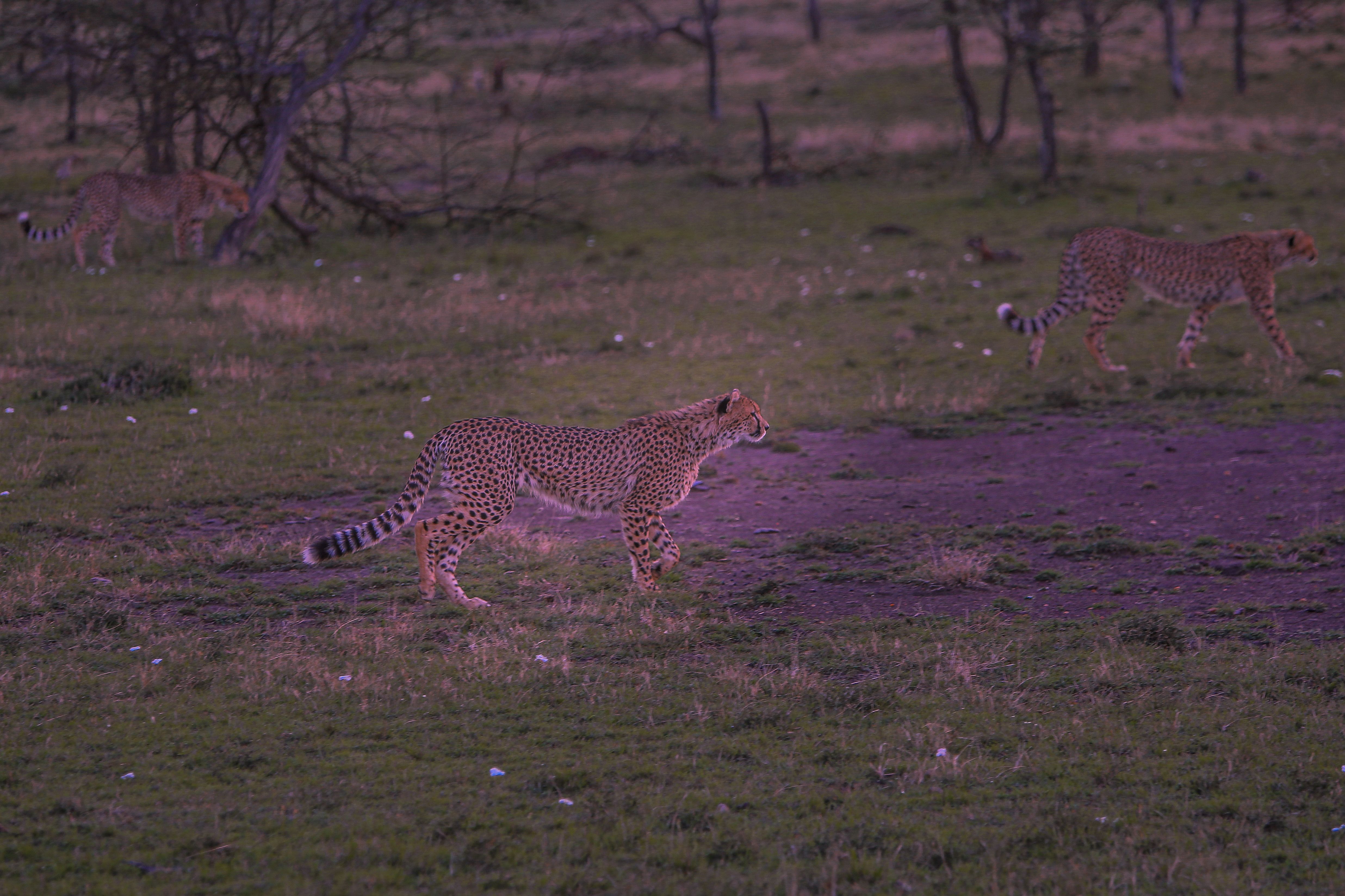Cheetah Walking on the grass · Free Stock Photo