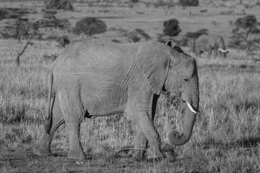 elephant photo