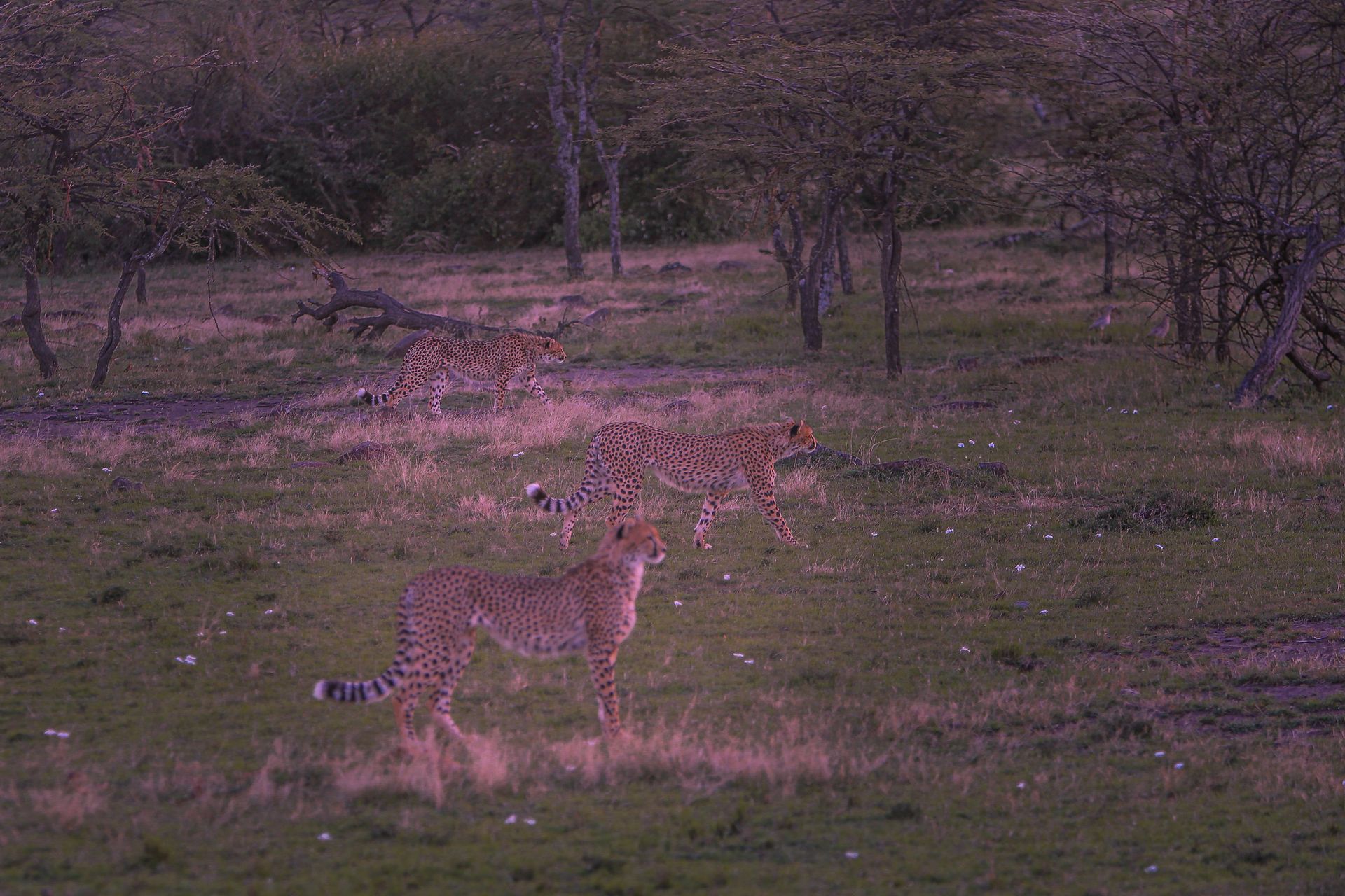 Three cheetahs exploring the savanna at dusk in Narok, Kenya.
