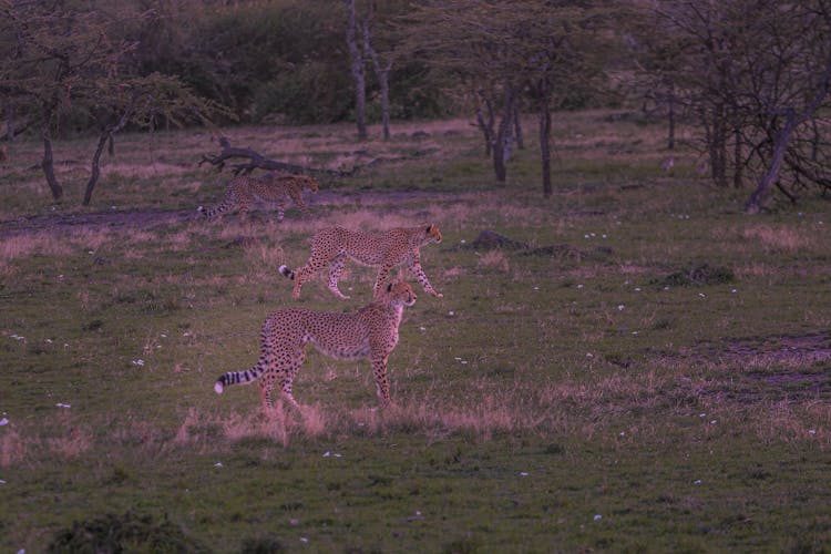 Cheetahs Walking On Forest Field